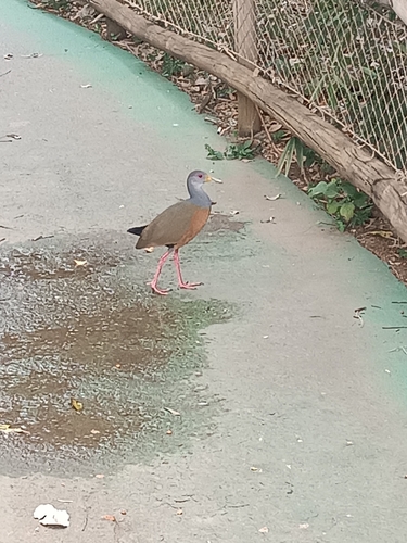Gray-cowled Wood-Rail