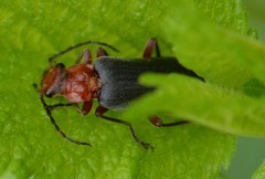 Podabrus pruinosus