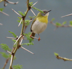 Apalis flavida