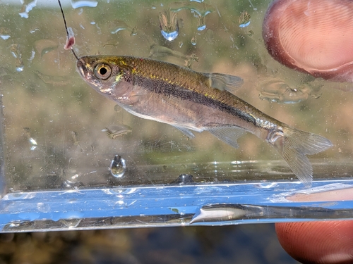 Golden Shiner