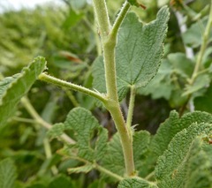 Ribes indecorum