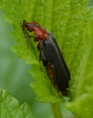 Podabrus pruinosus