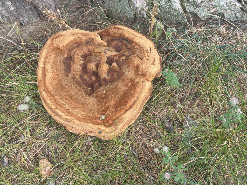 Phaeolus hispidoides · August 2026 · photo: Photo: no rights reserved · iNaturalist