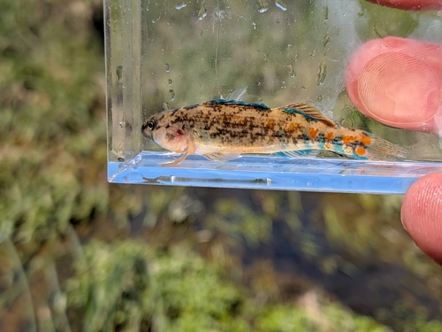Orangethroat Darter