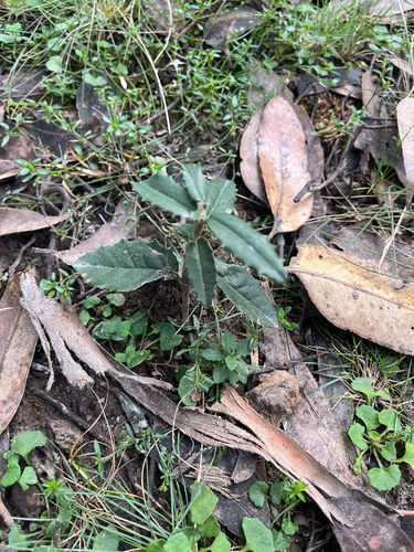 Olearia erubescens, 2026-08-25