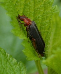 Podabrus pruinosus