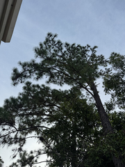 Pinus caribaea, photograph (c) Ricardo siverio, some rights reserved (CC BY)