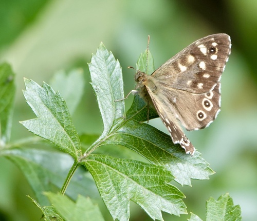 Speckled Wood