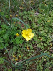 Ranunculus pedatus
