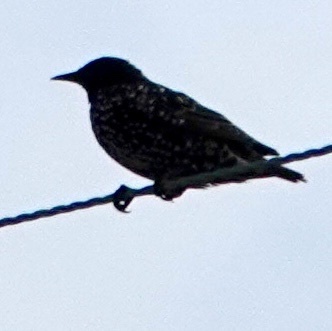 European Starling