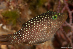 Canthigaster punctatissima