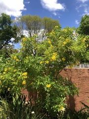 Tecoma stans