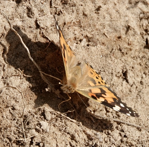 Painted Lady