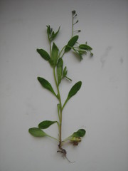 Myosotis sparsiflora