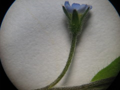 Myosotis sparsiflora