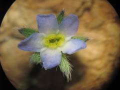 Myosotis sparsiflora