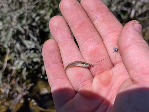 Blackstripe Topminnow