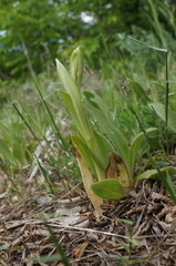Himantoglossum caprinum