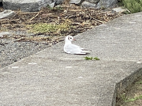 Black-headed Gull