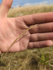 Elymus trachycaulus, photograph (c) Joseph Medernach, some rights reserved (CC BY)