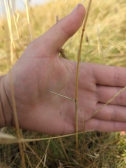 Elymus trachycaulus, photograph (c) Joseph Medernach, some rights reserved (CC BY)