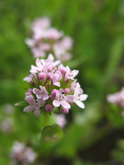 Plectritis congesta