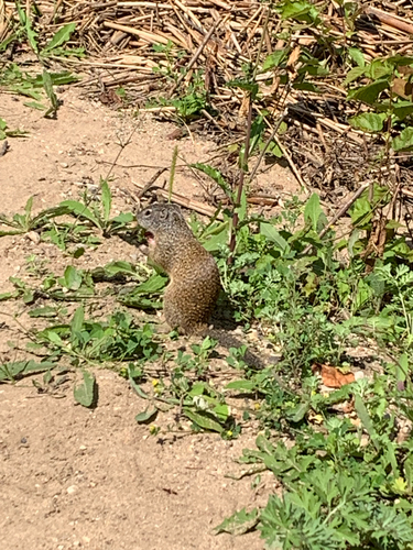 Franklin's Ground Squirrel