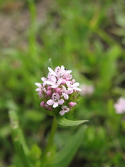 Plectritis congesta