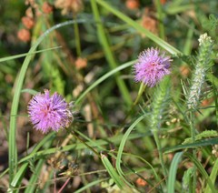 Mimosa hystricina