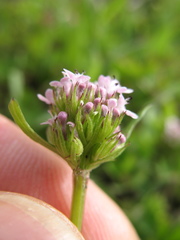 Plectritis congesta