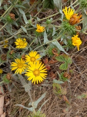 Grindelia integrifolia, photograph author not stated, no rights reserved