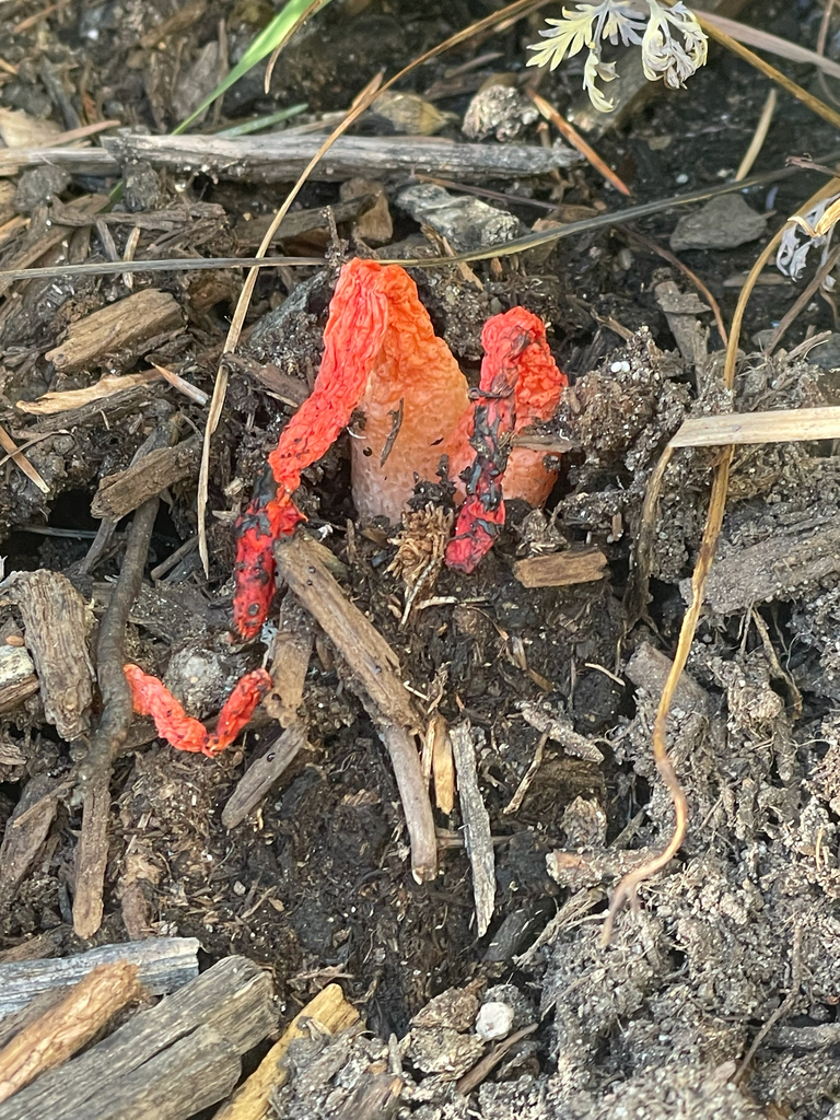 Wrinkly Stinkhorn · August 2026 · photo: Photo: no rights reserved · iNaturalist