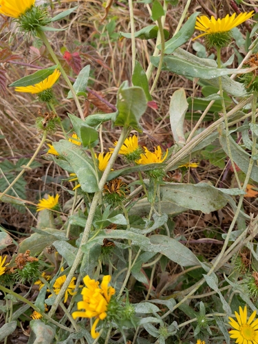 Grindelia integrifolia, photograph 4