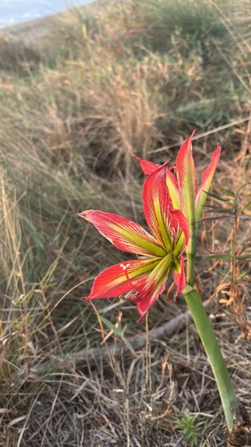 Hippeastrum morelianum