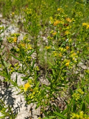 Hypericum drummondii