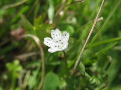 Nemophila pedunculata