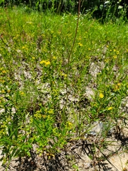 Hypericum drummondii