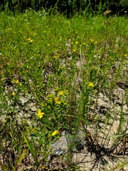 Hypericum drummondii