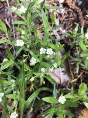 Moehringia