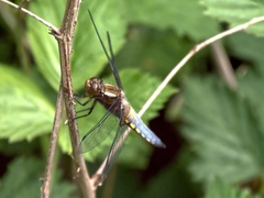Libellula depressa