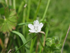 Nemophila pedunculata