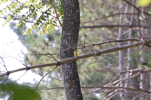 Orchard Oriole