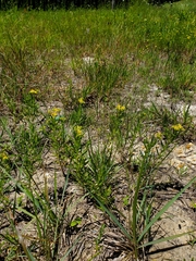 Hypericum drummondii