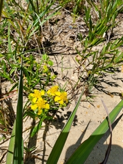 Hypericum drummondii