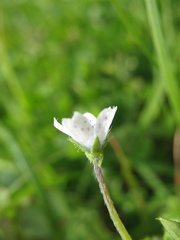 Nemophila pedunculata