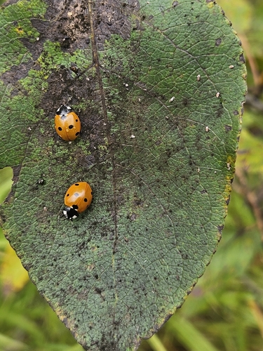 Seven-spotted Lady Beetle