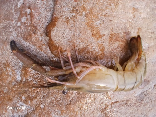 African River Prawn
