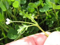 Nemophila pedunculata