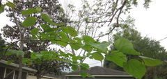 Cercis canadensis texensis