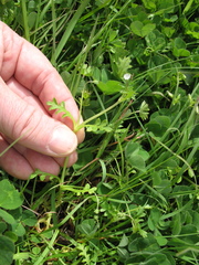 Nemophila pedunculata